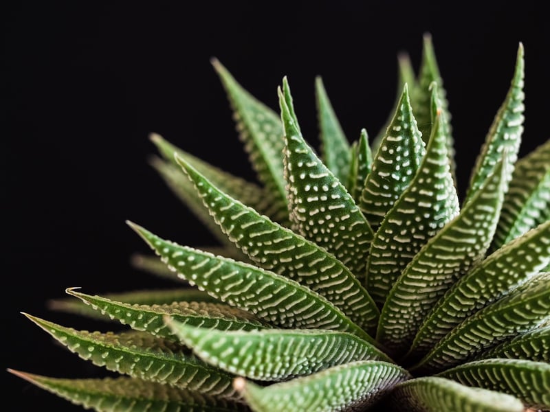 Succulent Varieties